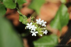 Plumbago zeylanica